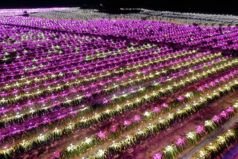 Do LED Grow Lights Use a Lot of Electricity?