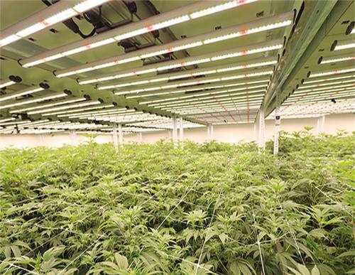 How Close Should LED Grow Lights Be to Plants? (Ultimate Distance Guide)