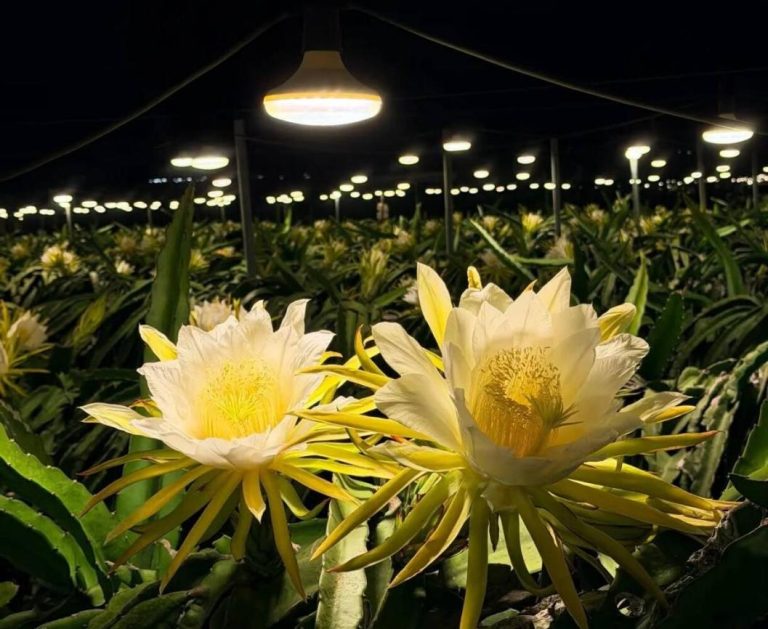 Commercial pitahaya orchard blooming under LED growlights at night