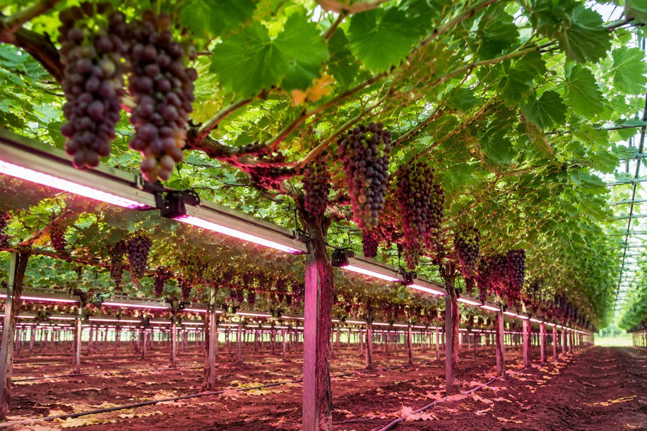 Commercial grape vineyard utilizing inter-canopy and under-canopy LED grow lights beneath dense foliage