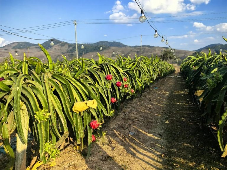 Outdoor pitaya farm equipped with LED supplemental grow‑light system in sun‑rich planting area