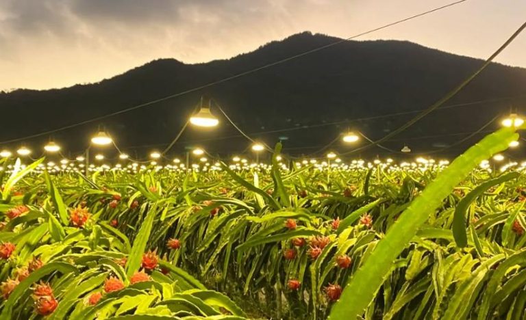 Night‑time pitaya orchard equipped with top‑mounted LED supplemental grow‑light system for flower induction