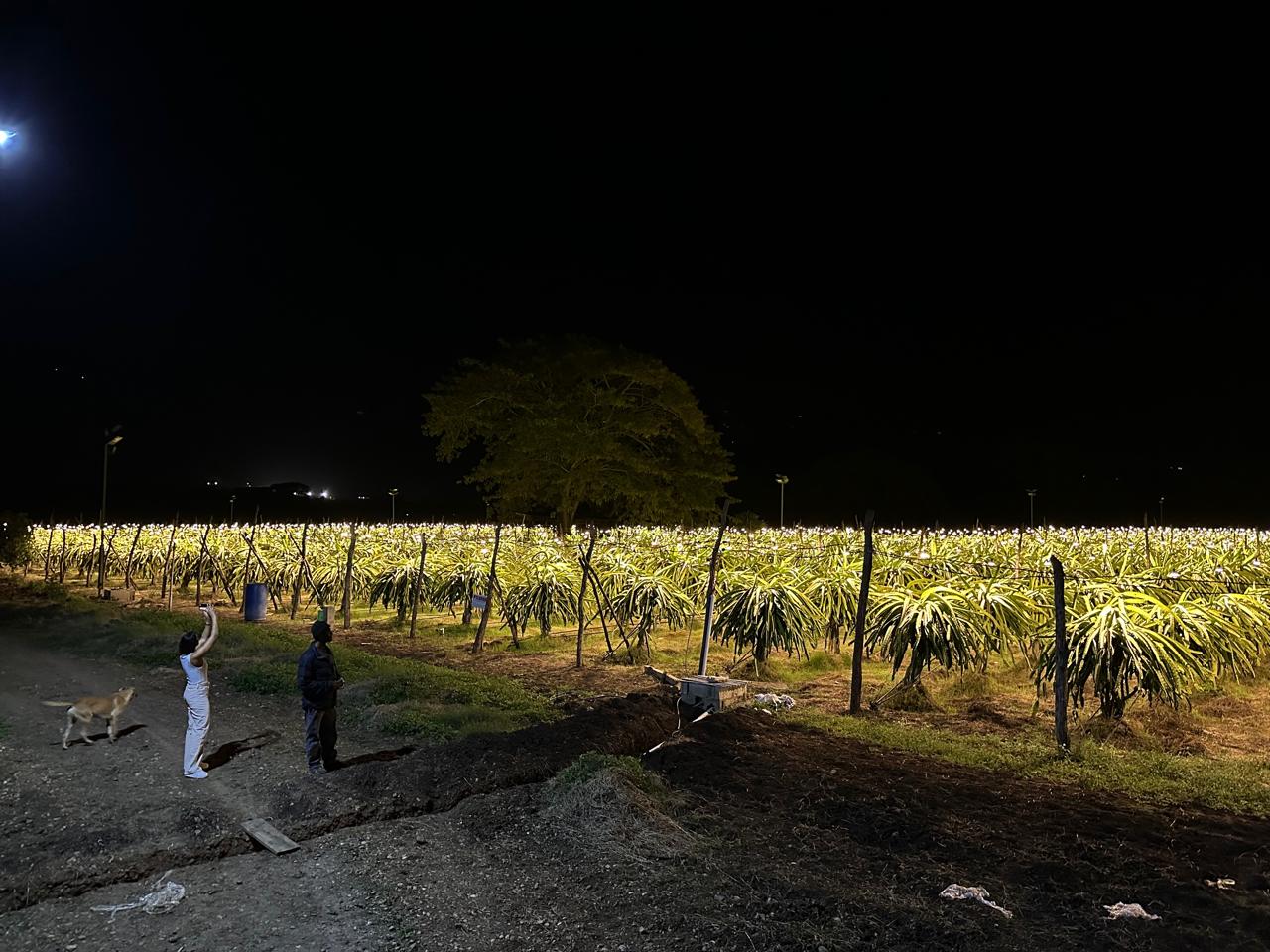 COFEX Dragon Fruit Farm