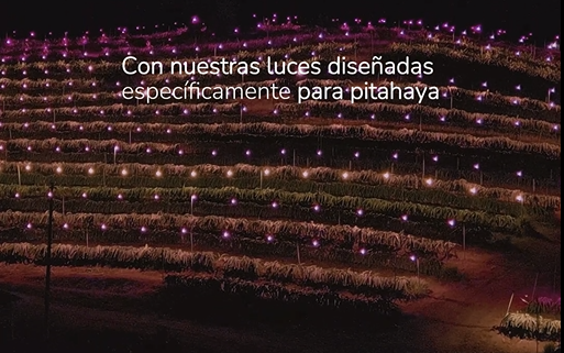 Ecuador Dragon Fruit Farm