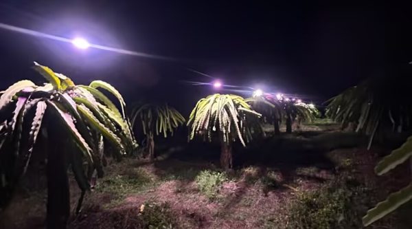 Tadiran Sponsors Dragon Fruit Lighting Research Project at Universidad Agraria del Ecuador